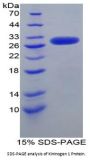 Human Kininogen 1 (KNG1) Protein