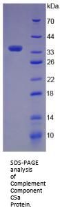 Human Complement C5a (C5a) Protein