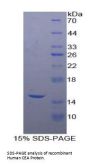 Human Carcinoembryonic Antigen-Related Cell Adhesion Molecule 5 (CEACAM5) Protein