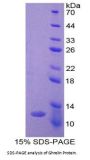 Human Ghrelin (GHRL) Protein
