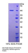 Human Monokine Induced By Interferon Gamma (MIg) Protein