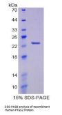 Human Prostaglandin G/H Synthase 2 / COX-2 (PTGS2) Protein