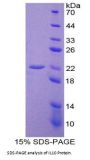 Human Interleukin 10 (IL10) Protein