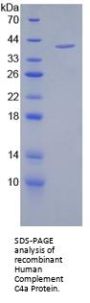 Human Complement Fragment C4a (C4a) Protein