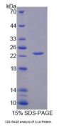 Human Interleukin 1 Alpha (IL1a) Protein