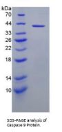Human Caspase 9 (CASP9) Protein
