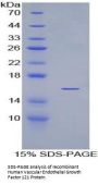 Human Vascular Endothelial Growth Factor 121 (VEGF121) Protein