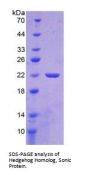 Human Sonic Hedgehog Protein (SHH) Protein
