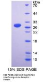 Human Interferon Gamma Receptor 1 (IFNGR1) Protein