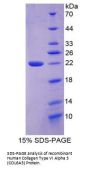 Human Collagen Type VI Alpha 3 (COL6A3) Protein