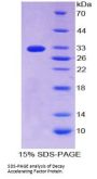 Human Decay Accelerating Factor (DAF) Protein