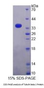 Human Tubulin Beta 1 (TUBB1) Protein