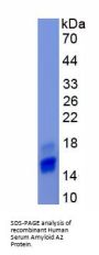 Human Serum Amyloid A-2 Protein (SAA2) Protein