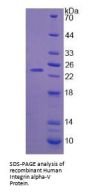 Human Integrin Alpha V (ITGaV) Protein