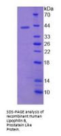 Human Lipophilin B, Prostatein Like (LIPB) Protein