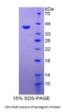 Human Neuregulin 4 (NRG4) Protein