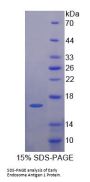 Human Early Endosome Antigen 1 (EEA1) Protein
