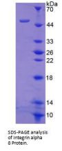 Human Integrin Alpha 8 (ITGa8) Protein