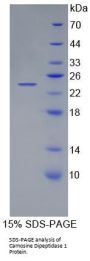 Human Beta-Ala-His Dipeptidase (CNDP1) Protein