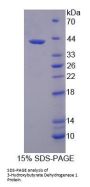 Human 3-Hydroxybutyrate Dehydrogenase 1 (BDH1) Protein