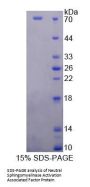 Human Neutral Sphingomyelinase Activation Associated Factor (NSMAF) Protein