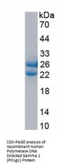 Human Polymerase DNA Directed Gamma 1 (POLg1) Protein