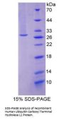 Human Ubiquitin Carboxyl Terminal Hydrolase L1 (UCHL1) Protein