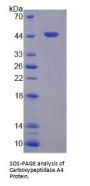 Human Carboxypeptidase A4 (CPA4) Protein