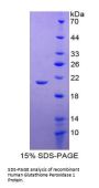 Human Glutathione Peroxidase 1 (GPX1) Protein