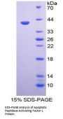 Human Apoptotic Peptidase Activating Factor 1 (APAF1) Protein