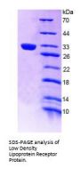 Human Low Density Lipoprotein Receptor (LDLR) Protein