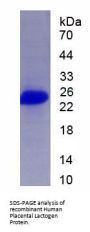 Human Placental Lactogen (CSH1) Protein