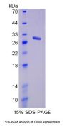 Human Taxilin Alpha (TXLNa) Protein