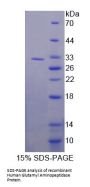 Human Glutamyl Aminopeptidase (ENPEP) Protein