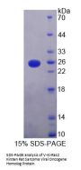Human GTPase KRas (KRAS) Protein