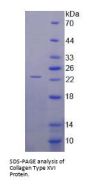 Human Collagen Type XVI Alpha 1 (COL16A1) Protein