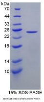 Human Calcyphosine (CAPS) Protein