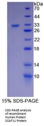 Human Protein SCAF11 (SCAF11) Protein