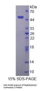 Human Peptidylprolyl Isomerase C / CYPC (PPIC) Protein