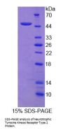 Human Neurotrophic Tyrosine Kinase Receptor Type 2 (NTRK2) Protein