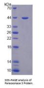 Human Paraoxonase 3 (PON3) Protein