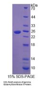 Human Gamma-Glutamyltransferase 5 (gGT5) Protein