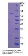 Human 17-Beta-Hydroxysteroid Dehydrogenase Type 12 (HSD17B12) Protein