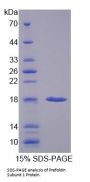 Human Prefoldin Subunit 1 (PFDN1) Protein