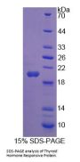 Human Thyroid Hormone Responsive (THRSP) Protein