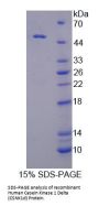 Human Casein Kinase 1 Delta (CSNK1d) Protein