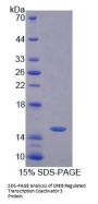 Human CREB Regulated Transcription Coactivator 3 (CRTC3) Protein