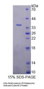 Human Proteasome Activator Subunit 3 (PSME3) Protein