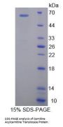 Human Mitochondrial Carnitine/Acylcarnitine Carrier Protein (SLC25A20) Protein
