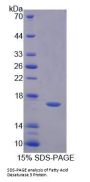 Human Fatty Acid Desaturase 3 (FADS3) Protein